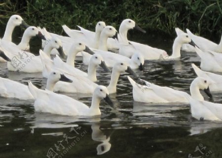 小溪中嬉戏的白鹜鸭群图片