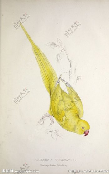 高清鸟类插画手绘鹦鹉装饰画图片