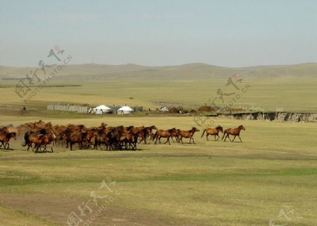 草原马群与蒙古包图片
