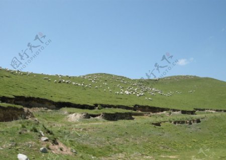 山坡羊群图片