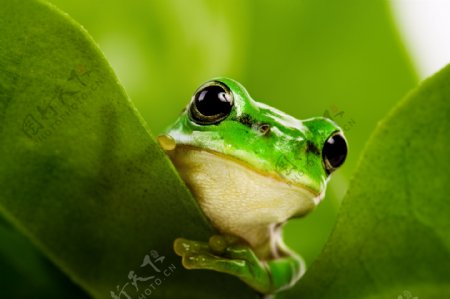 热带雨林青蛙图片
