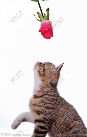 猫和玫瑰花图片