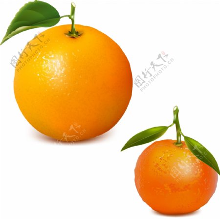 橘子矢量素材图片