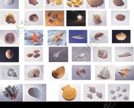 多彩贝壳图片