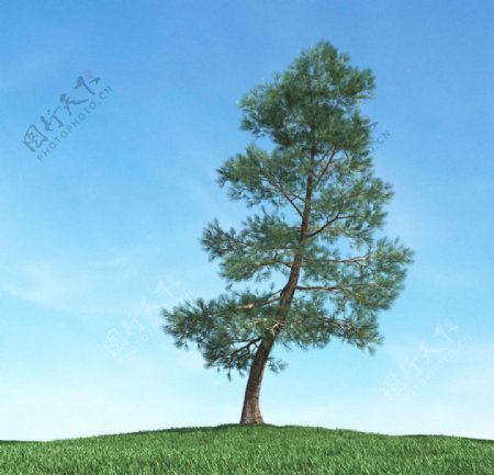 树木高大植物模型图片