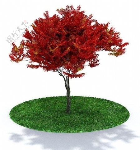 3D精致树木模型图片