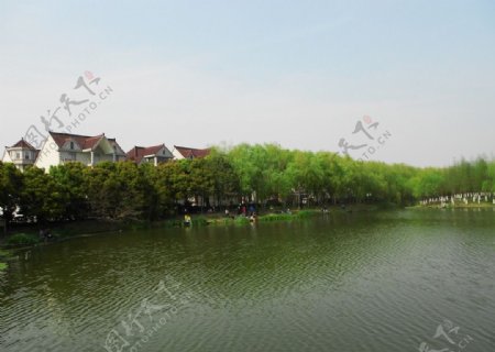 上海顾村公园图片