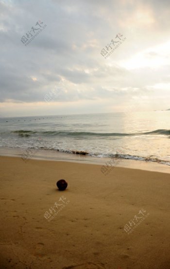 沙滩椰子图片
