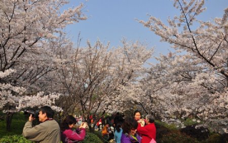 樱花节赏樱图片