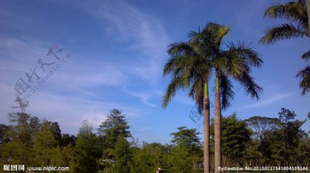 蓝天椰林风光图片