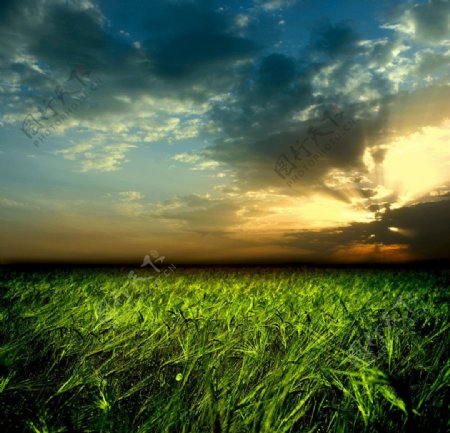 夕阳晚霞下的麦地麦田图片