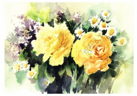 水彩画黄玫瑰图片