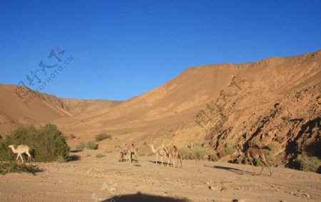 沙漠骆驼群图片