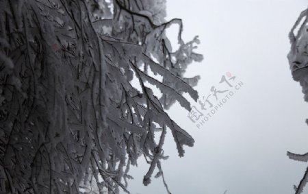 雪山树木图片