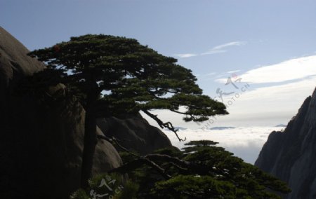 黄山奇松图片