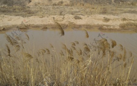 芦苇黄河支流风景图图片