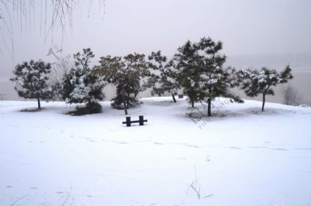 黄河岸踏雪小景图片