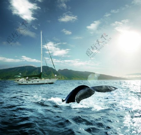 壮观洋面鲸鱼翻腾图片