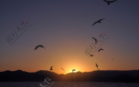 泸沽湖的日出图片