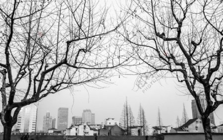 上海梧桐树图片