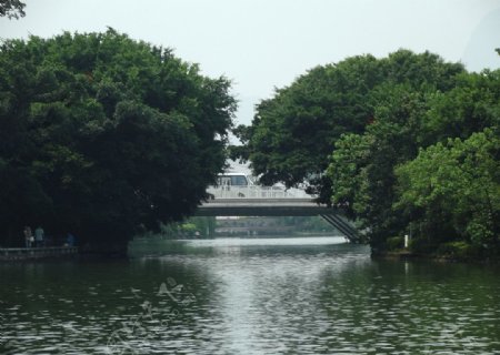 树生桥图片