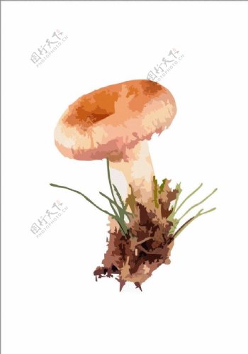 矢量蘑菇图片