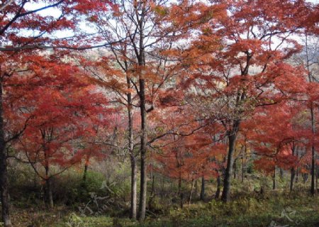 红叶五花山图片