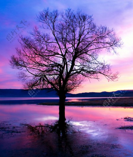 山脉湖水中的一棵树图片