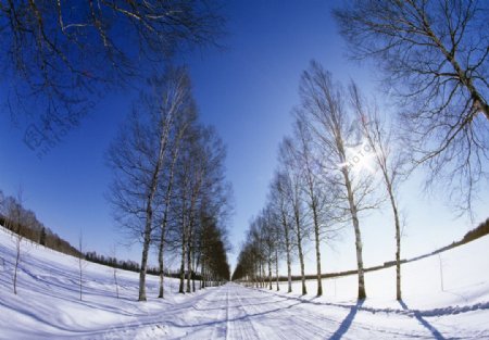 冬季白雪皑皑的笔直公路图片