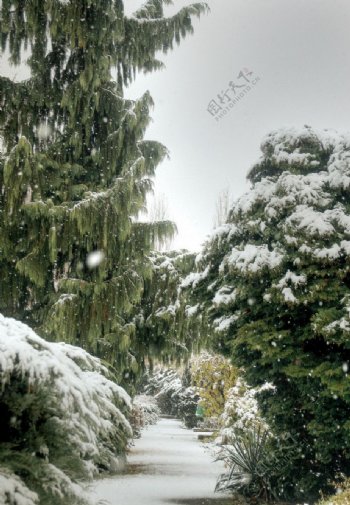 冬季松树图片
