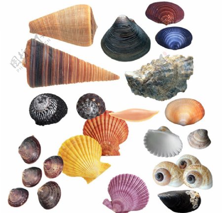 海螺素材图片
