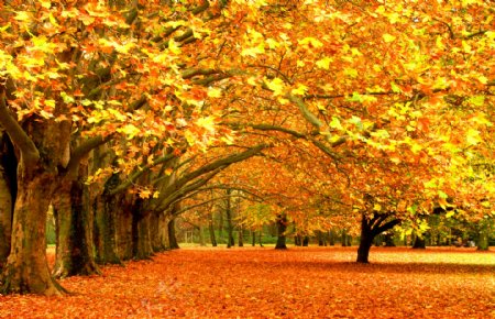 秋季枫树枫叶风景图片