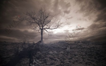 灰色天空下枯萎的树图片