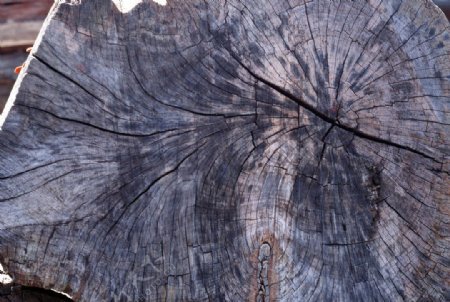 树皮年轮纹理图片