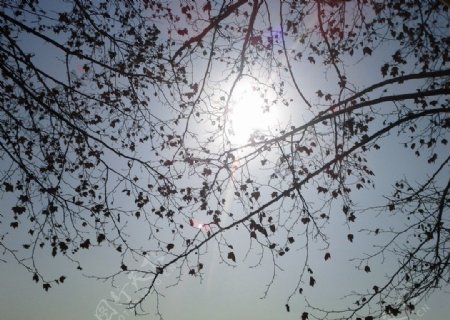 梧桐树下的阳光图片