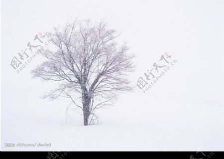雪中孤树图片