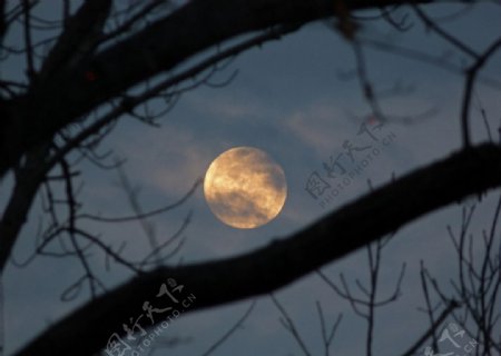 树梢上的月亮图片