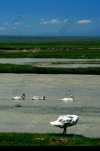 新疆天鵝湖图片
