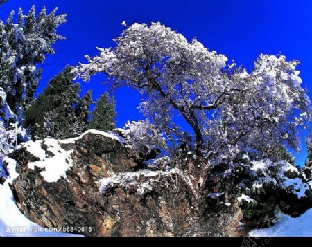 冬景迷人白雪图片