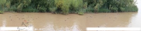 兰州黄河野沙鸭全景图图片