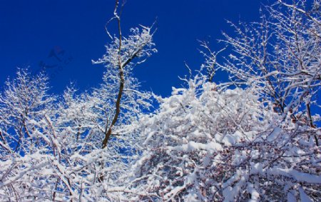 雪树蓝天jpg图片
