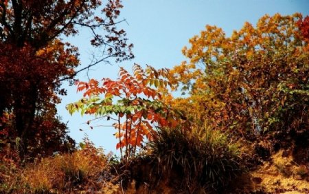 皎河红叶谷图片