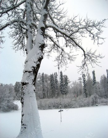景观素材雪树图片