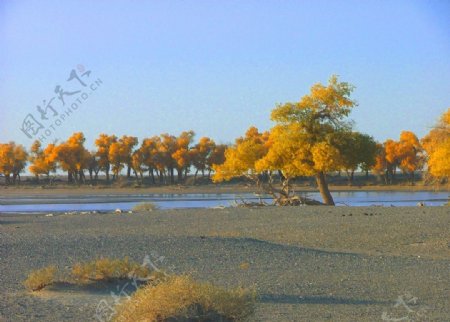 大漠河边图片