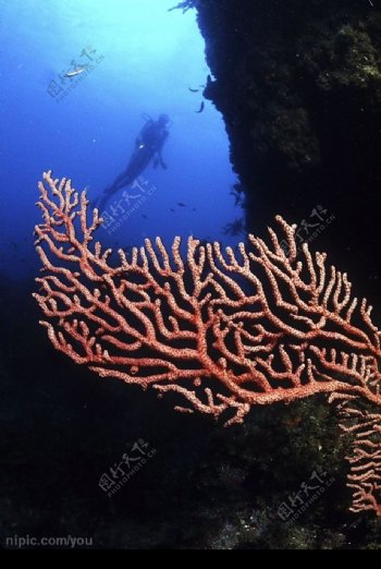 海底珊瑚洞穴图片