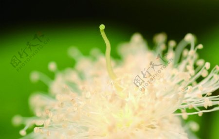 春天虫菊花花朵写真静物图片