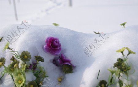 雪和花图片