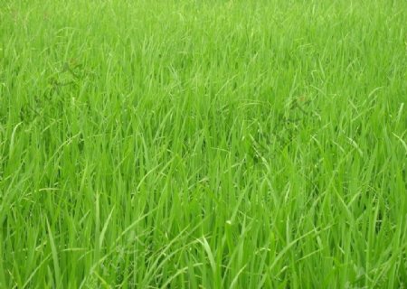绿色稻子图片