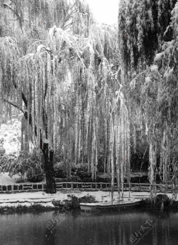 北京紫竹院雪景树挂图片