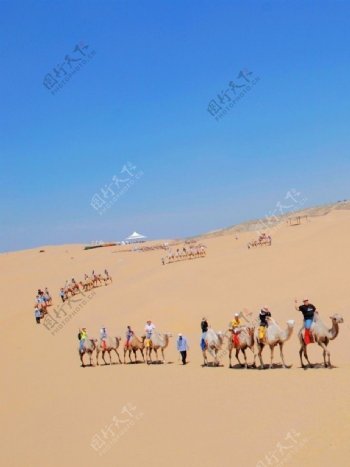 旅游骆驼队图片